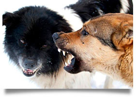 Dog Bite Lawyers Tulsa, Oklahoma